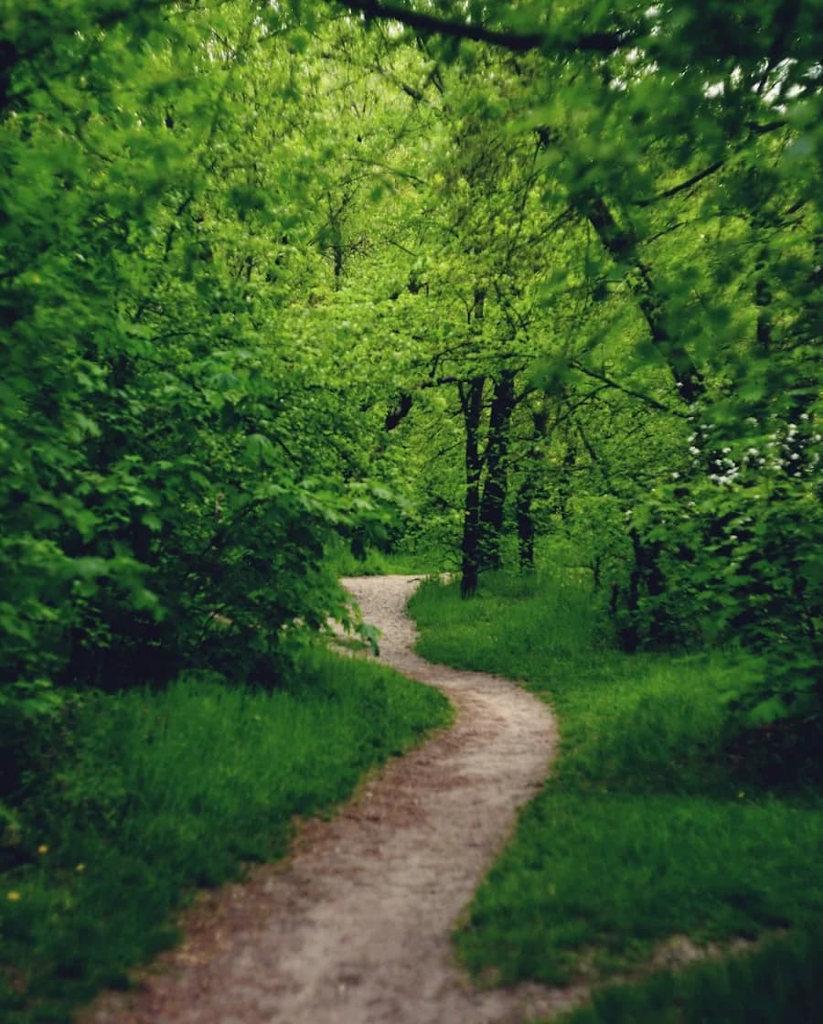 A forked path through the trees — Lumi helps you choose your pathway