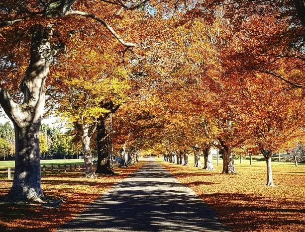 An avenue of beech trees in full autumn colour over a country lane